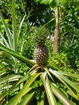 Ananas plant