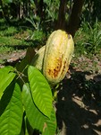 Cacao