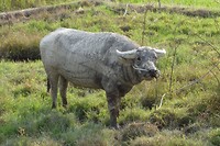 Waterbuffel