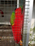 Guesthouse bird