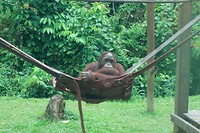 Oerang Oetan