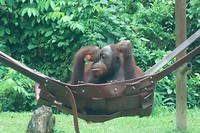 Oerang oetan