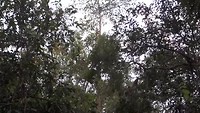 Jumping Proboscis monkeys