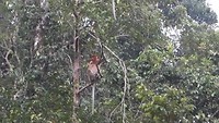 Jumping monkeys