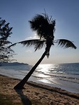 🌴🌴