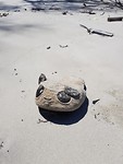 Lost items