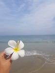 Bali flower