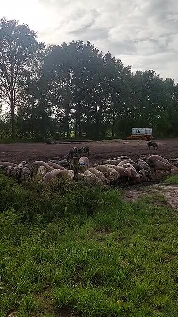Varkentjes