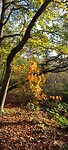 IMG-20231112-WA0005