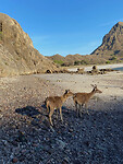 bambi op komodo