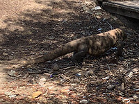komodo dragon 2