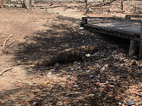 Komodo dragon