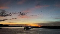 Flying Fox near Komodo
