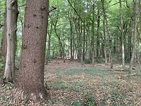 Een mooi plekje in het bos