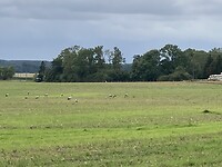 Kraanvogels, yeah eindelijk