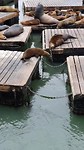 San Francisco Pier 39 zeeleeuwen