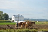 Amish jongen aan het ploegen