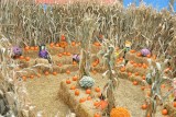 Halloween pumpkins