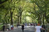 Dit noemen ze : " the Mall". Een lange boulevard met diverse beelden en diverse bomensoorten .