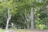 Owl's Head Park