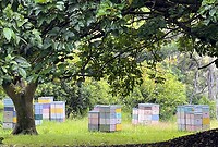Tuin bij de nuthouse