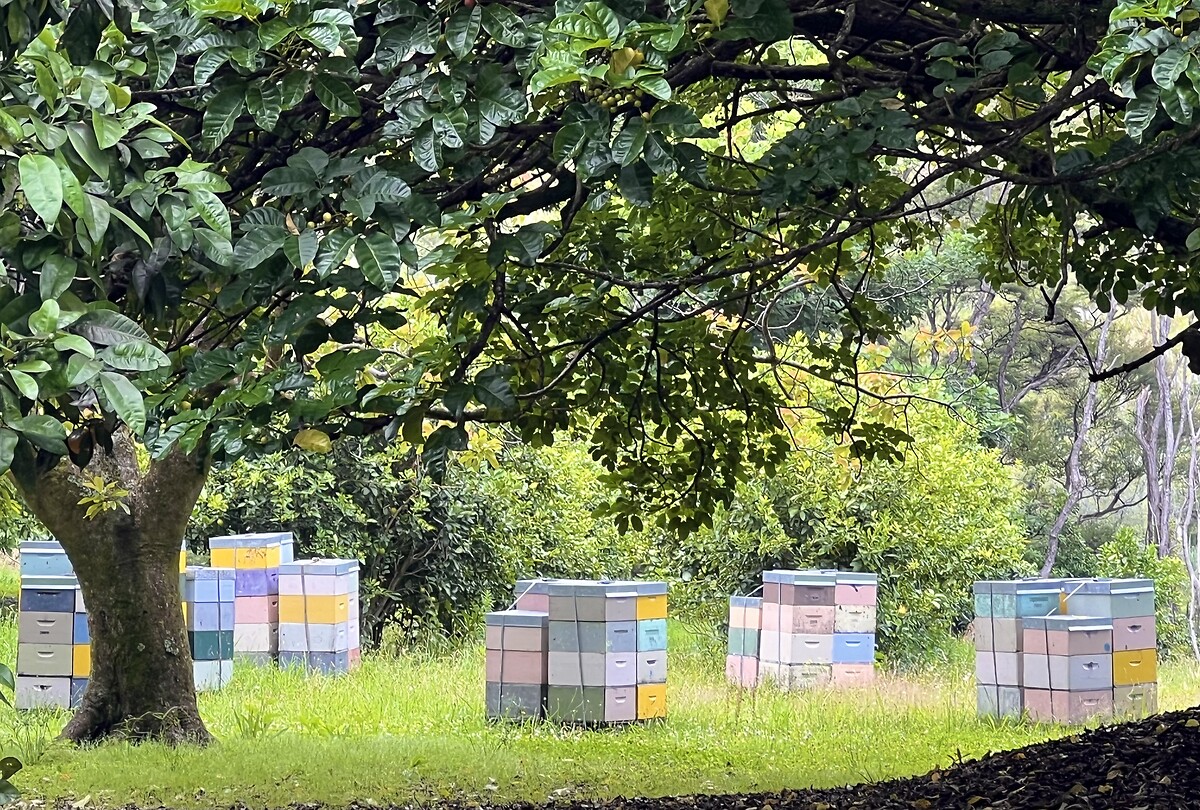 Tuin bij de nuthouse