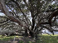 Grootste pohutukawa boom