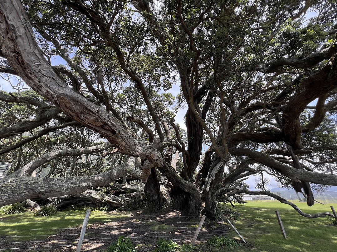 Grootste pohutukawa boom
