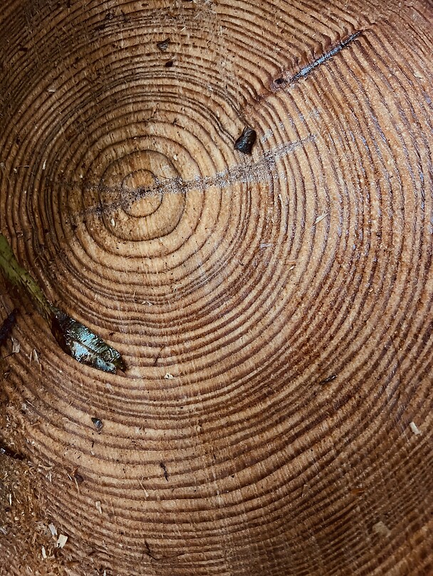 Redwood