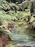 Wandeling in Redwood, zwavelwater