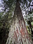 Redwood tree