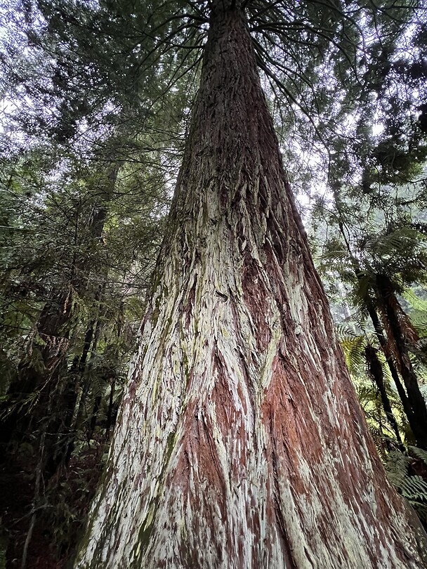 Redwood tree