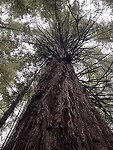 Redwood trees