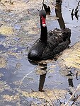 Zwarte zwaan