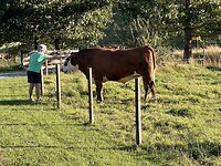 Berna aait stier Nigel