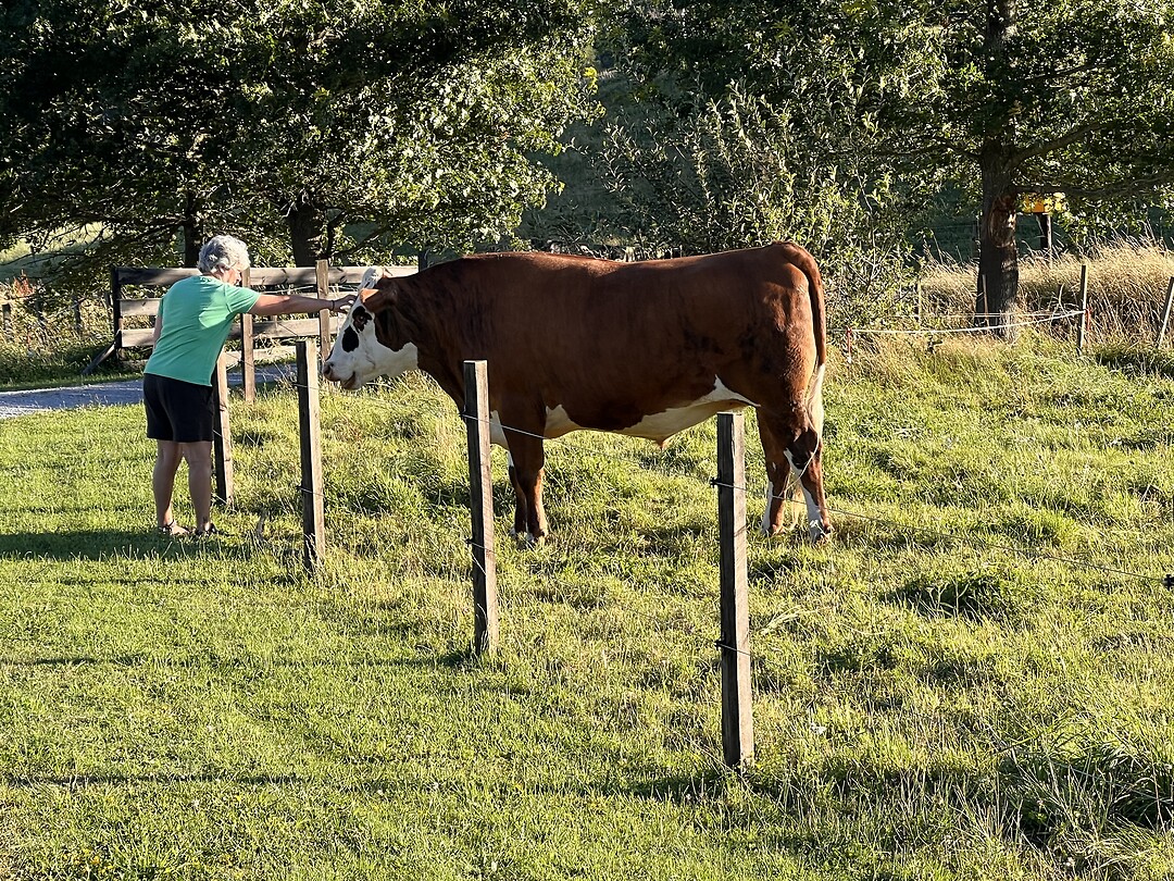 Berna aait stier Nigel