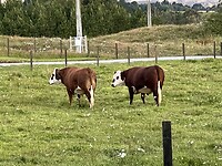 Berna’s matties, stieren Spot en Nigel