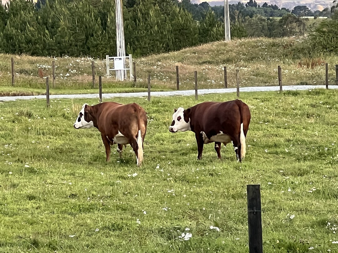 Berna’s matties, stieren Spot en Nigel