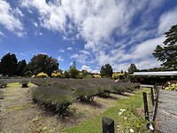 Lavendelfarm