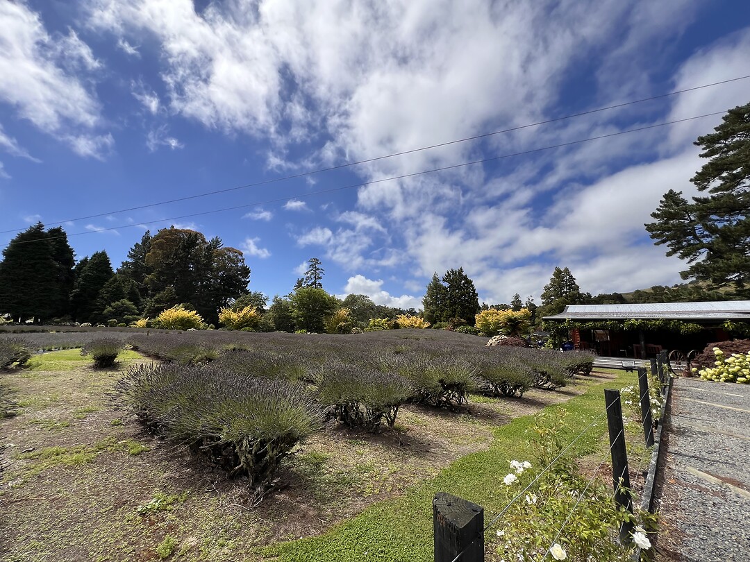 Lavendelfarm