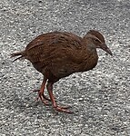 Weka