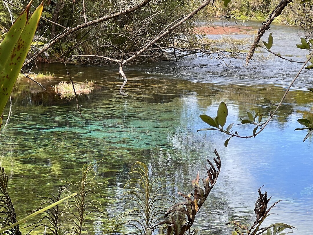 Waikoropupu Springs 2
