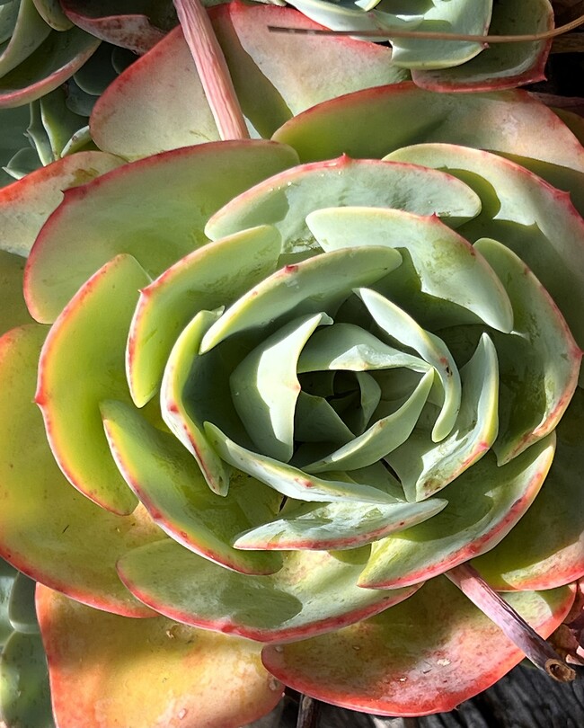 Uit onze tuin