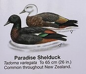 Paradijsvogel eend