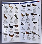 Onze vogelkaart