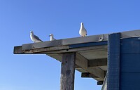 Meeuwen loeren naar ons volle bord
