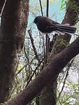 Fantail