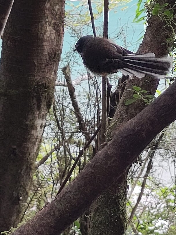 Fantail