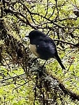 New Zealand Robin