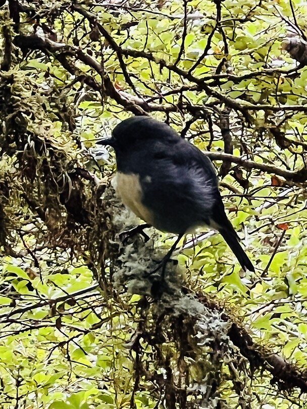 New Zealand Robin
